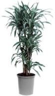 dracaena-steudneri office plant